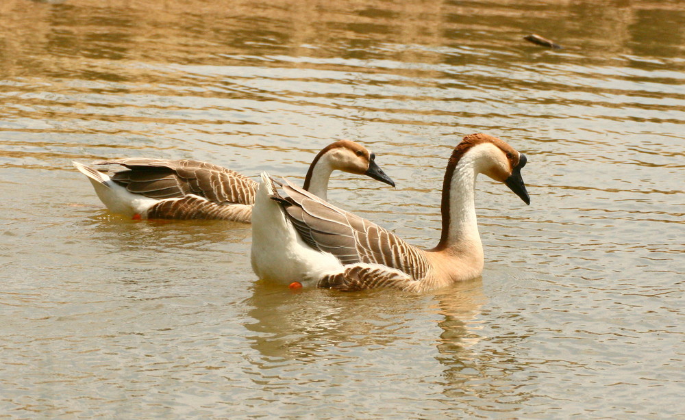 Gänseausflug