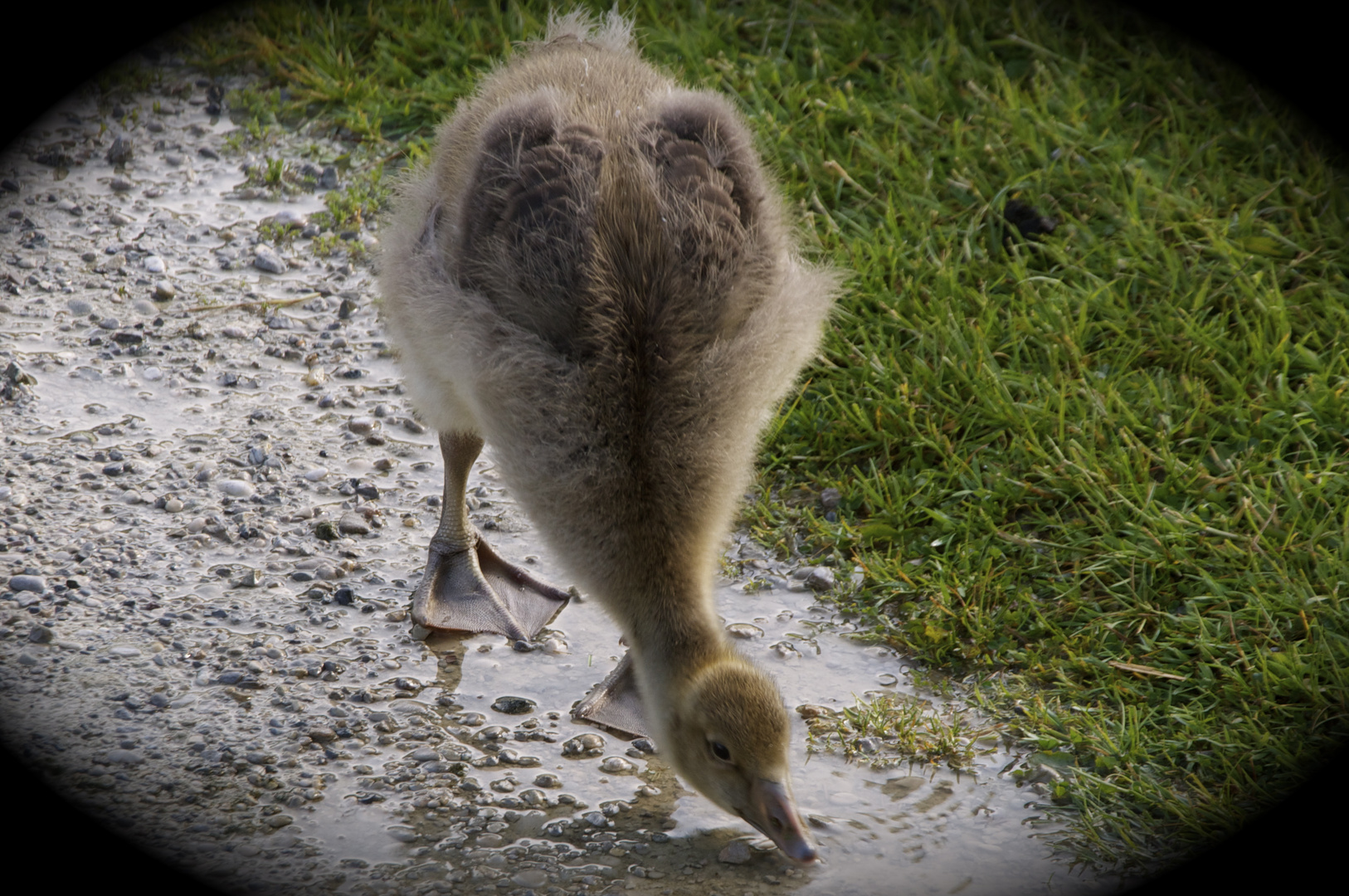 Gänsebaby