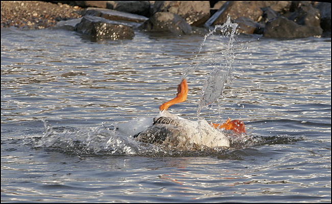 Gänsebad