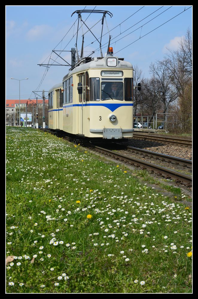 „Gänsebliiemchen“