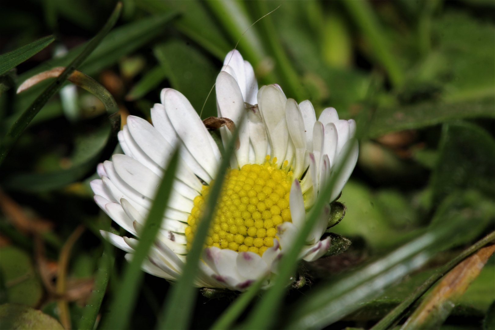 Gänseblühmchen