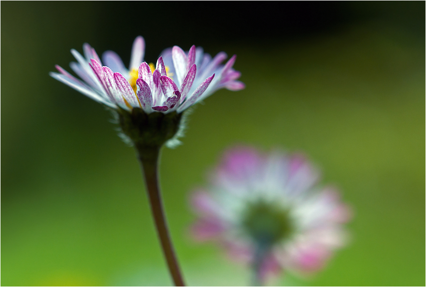 Gänseblümchen