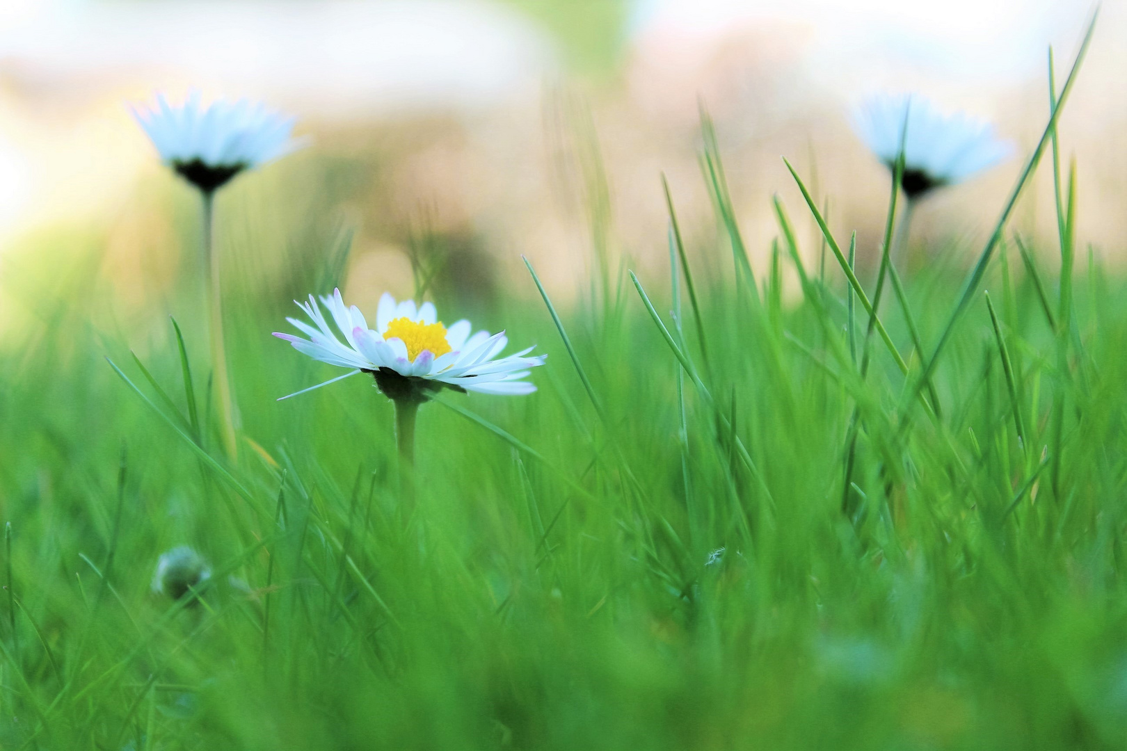 Gänseblümchen