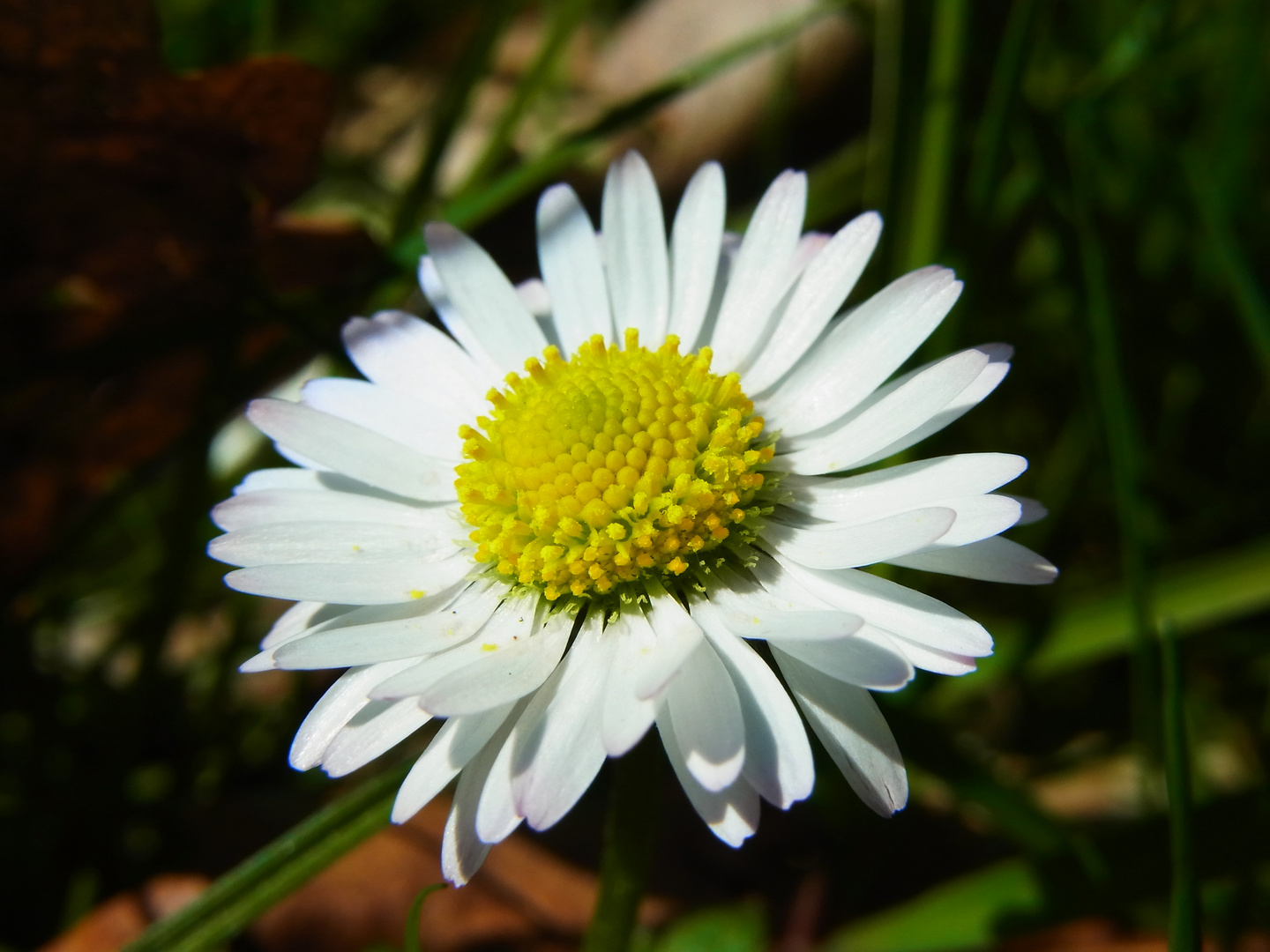 Gänseblümchen Foto &amp; Bild | natur Bilder auf fotocommunity