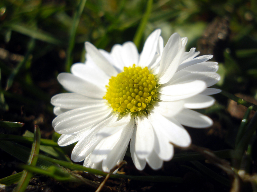 Gänseblümchen