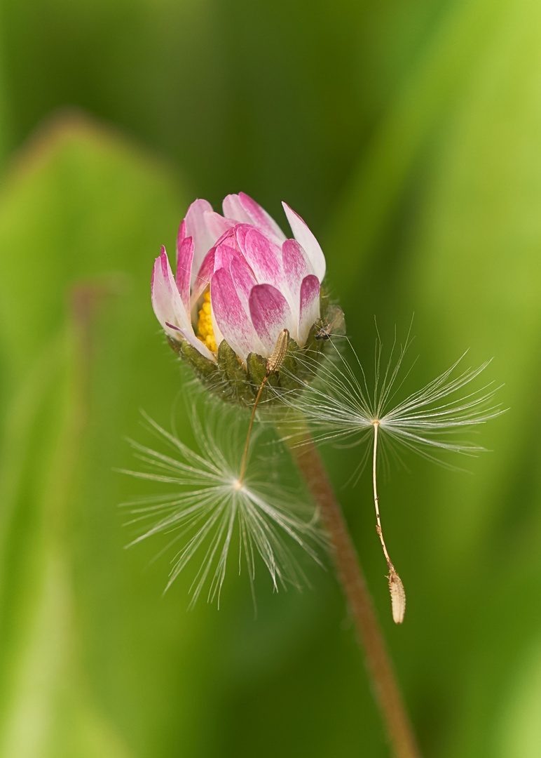 Gänseblümchen