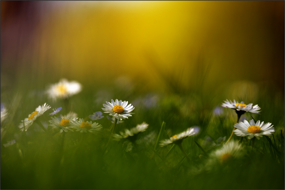 Gänseblümchen