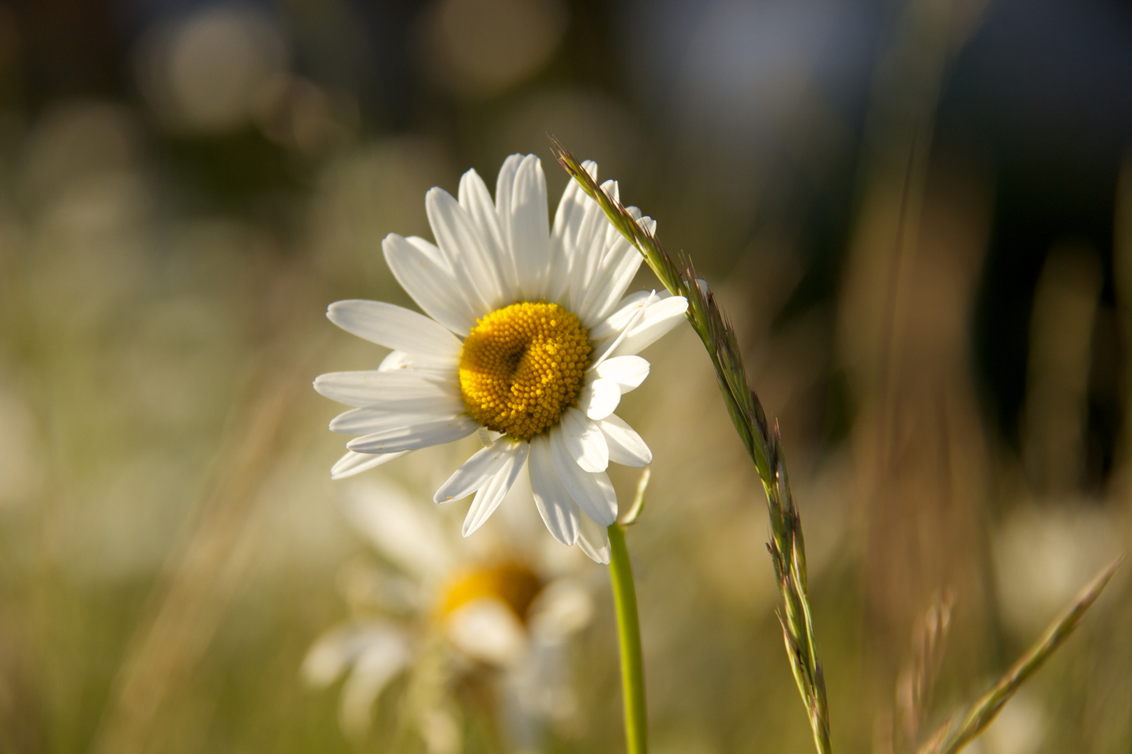 Gänseblümchen