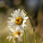 Gänseblümchen