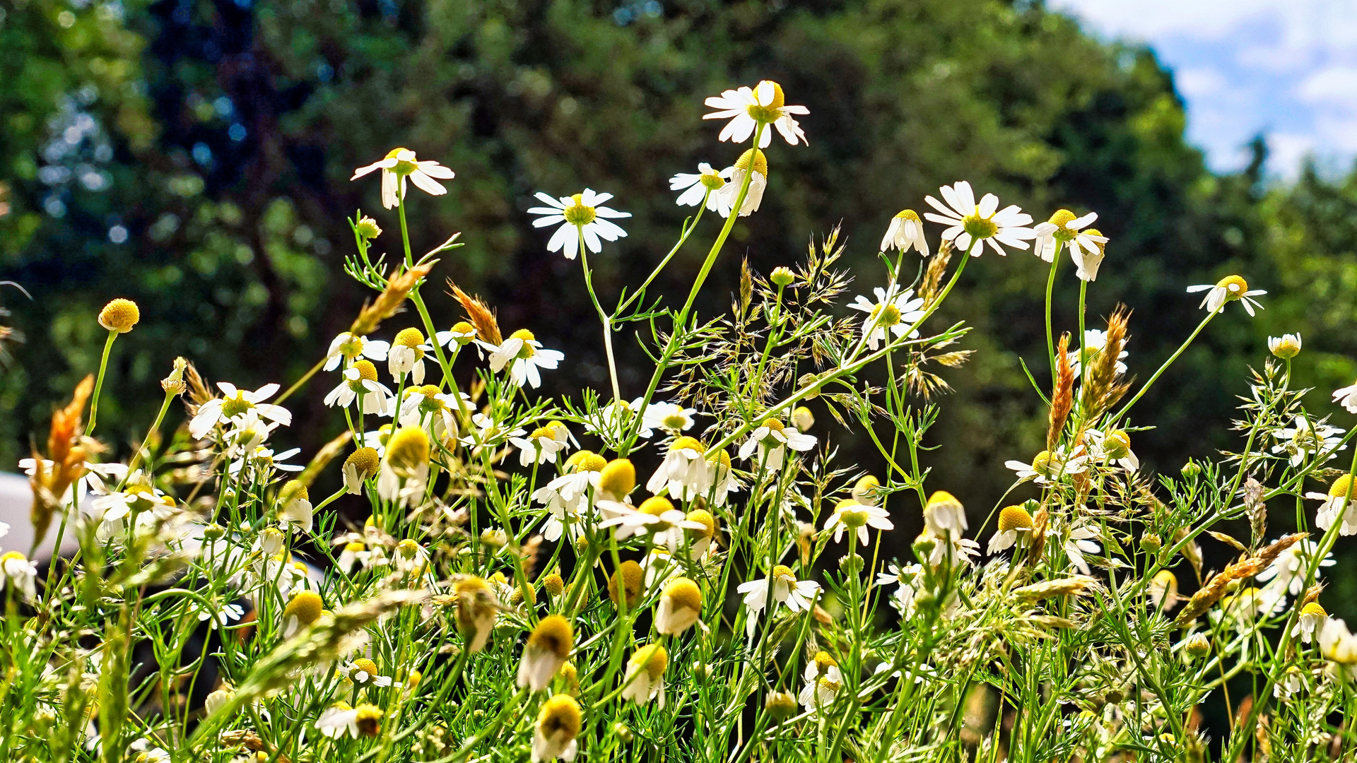 Gänseblümchen