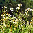 Gänseblümchen