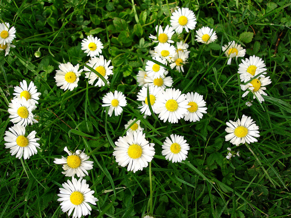 Gänseblümchen Foto & Bild stillleben, motive Bilder auf