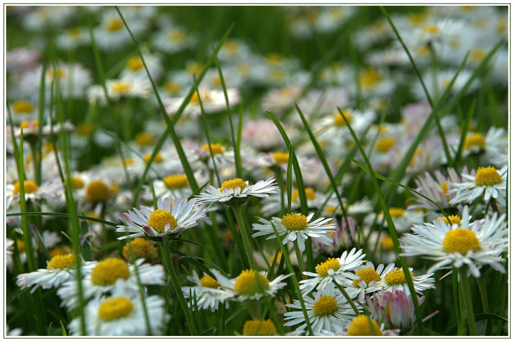 ~ Gänseblümchen ~