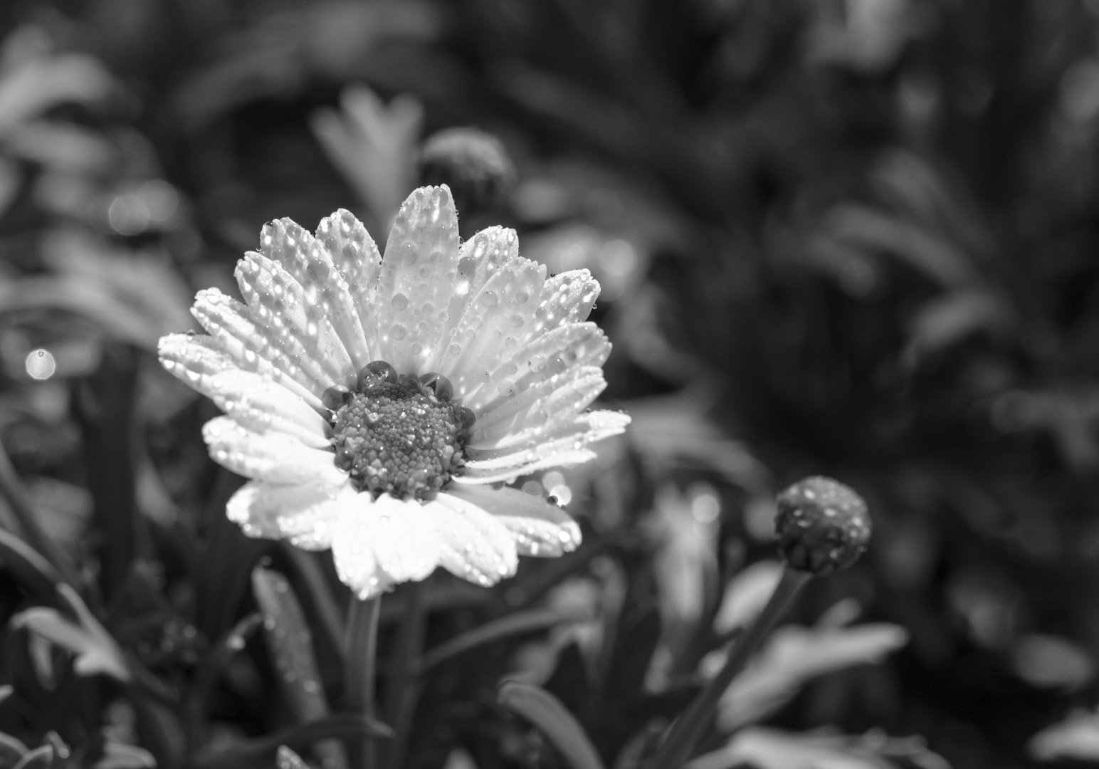 Gänseblümchen