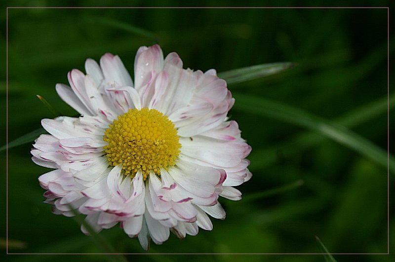 Gänseblümchen