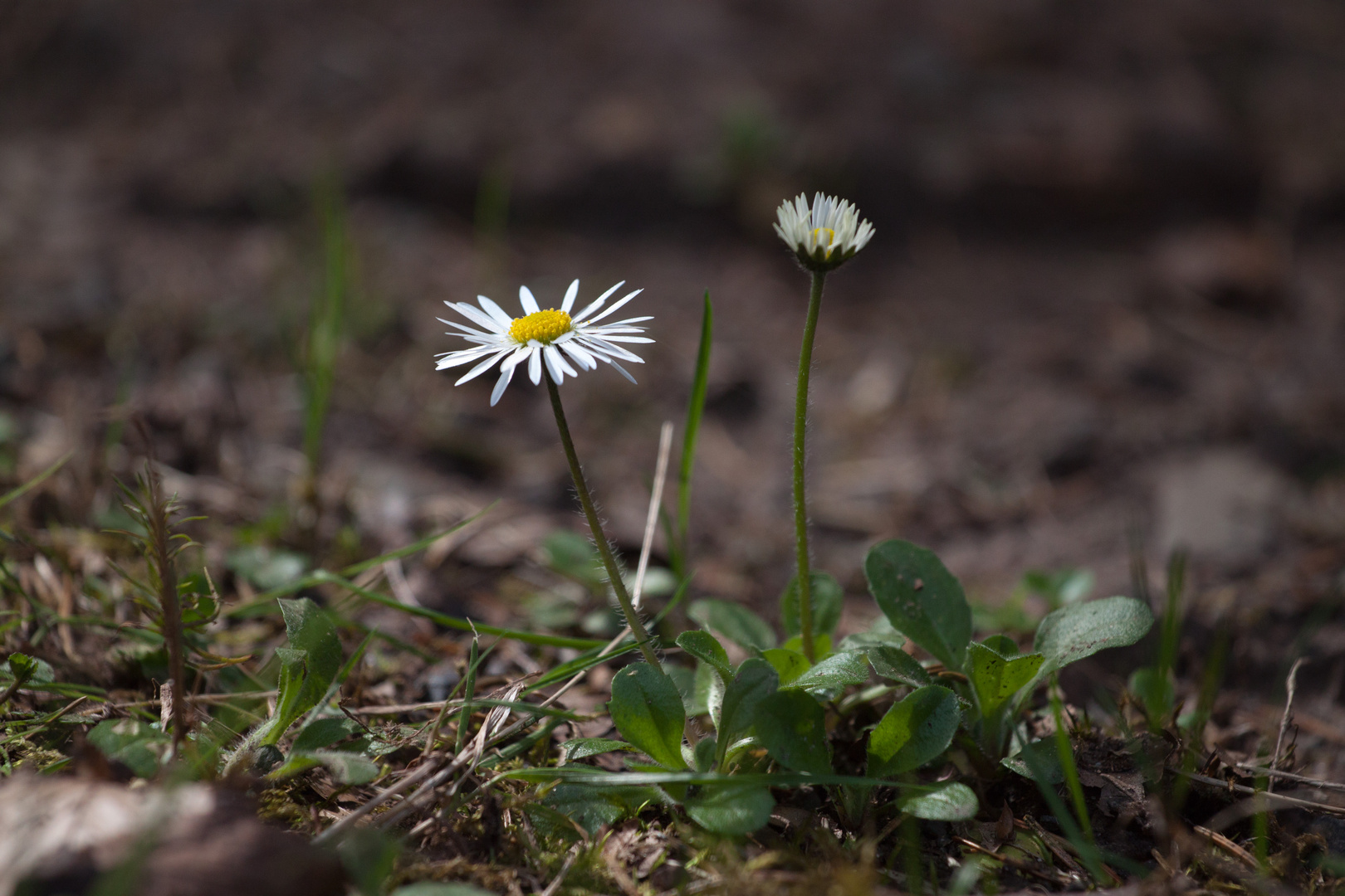 Gänseblümchen