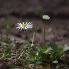 Gänseblümchen