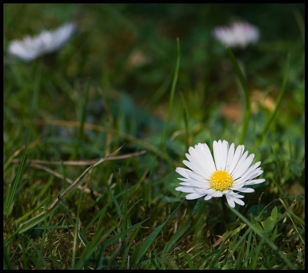 Gänseblümchen...