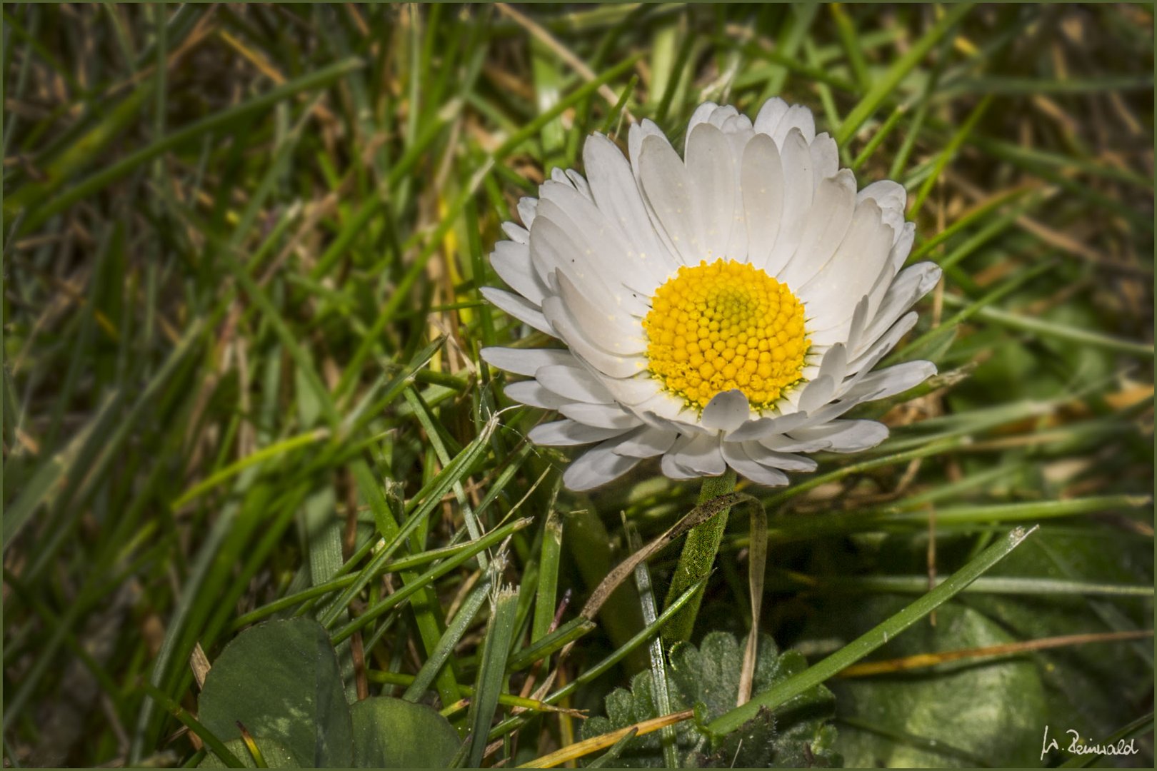 Gänseblümchen