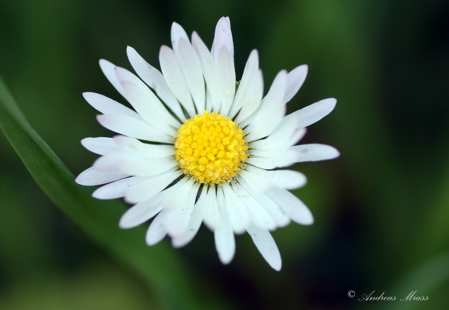 Gänseblümchen