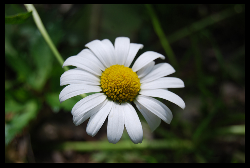 Gänseblümchen