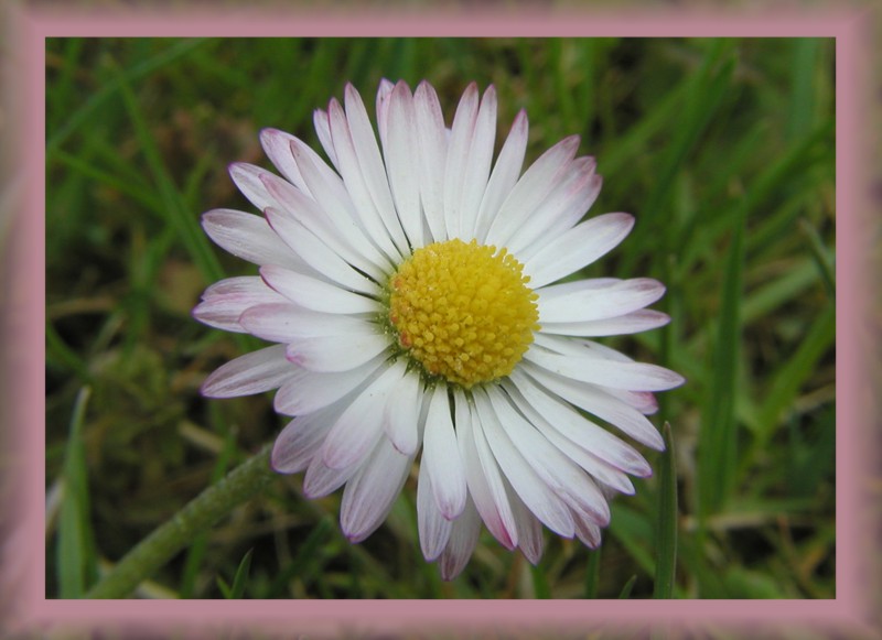 Gänseblümchen