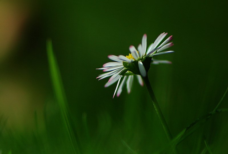 Gänseblümchen...