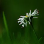 Gänseblümchen...