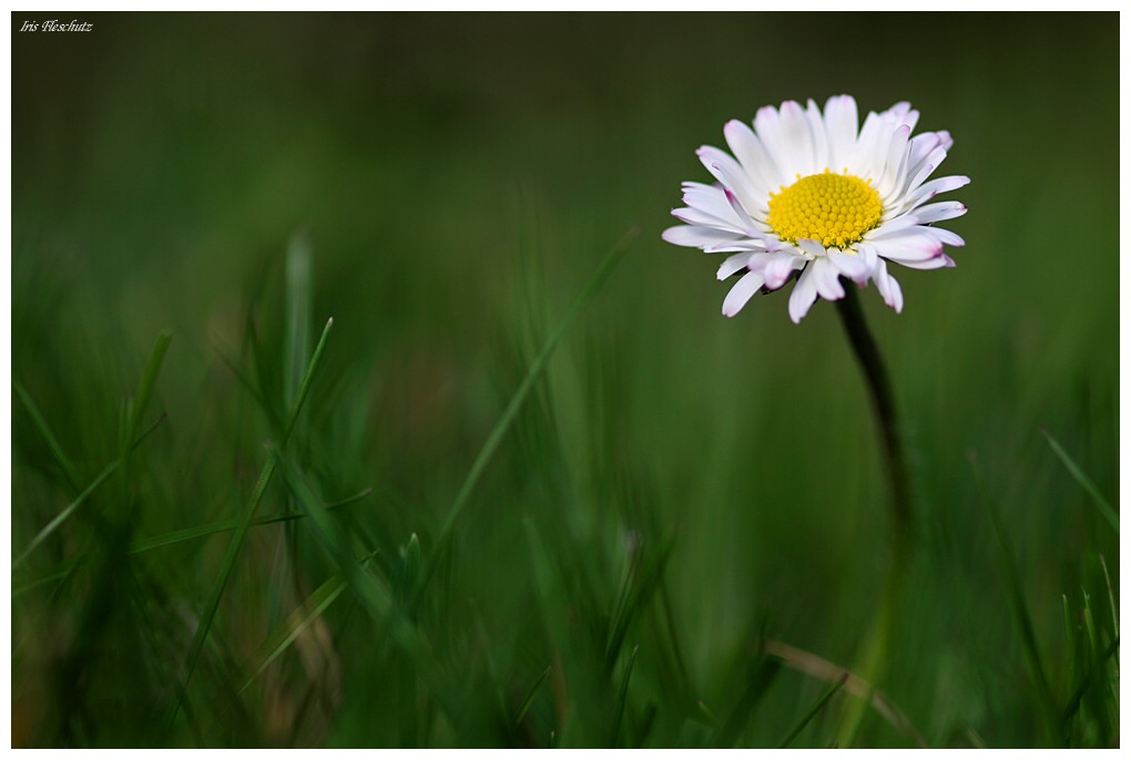 Gänseblümchen.