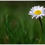 Gänseblümchen.