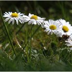 Gänseblümchen...