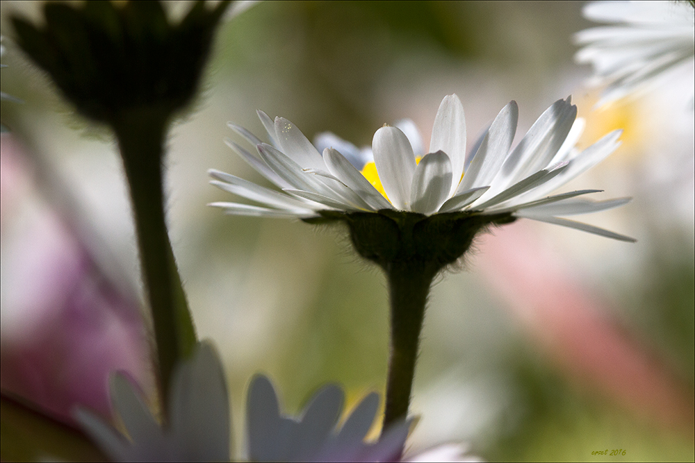 Gänseblümchen-0536