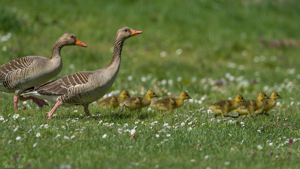 Gänseblümchen