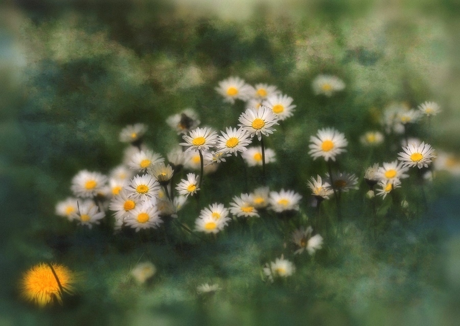 Gänseblümchen