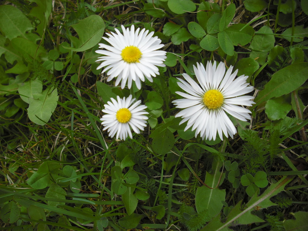 Gänseblümchen