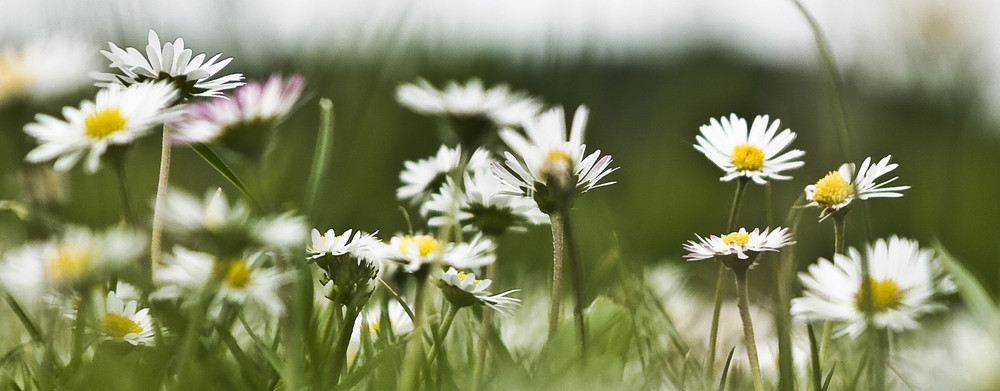 Gänseblümchen