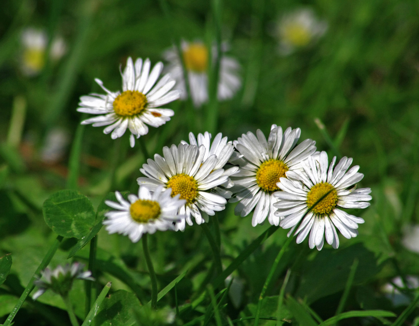 gänseblümchen