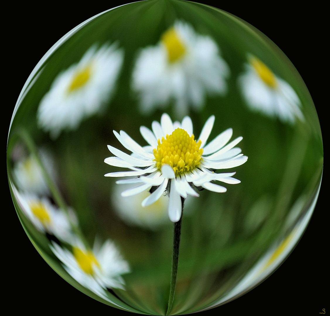 Gänseblümchen