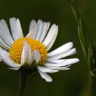 Gänseblümchen