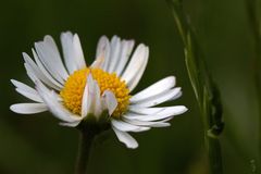 Gänseblümchen