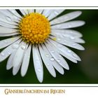 Gänseblümchen 07