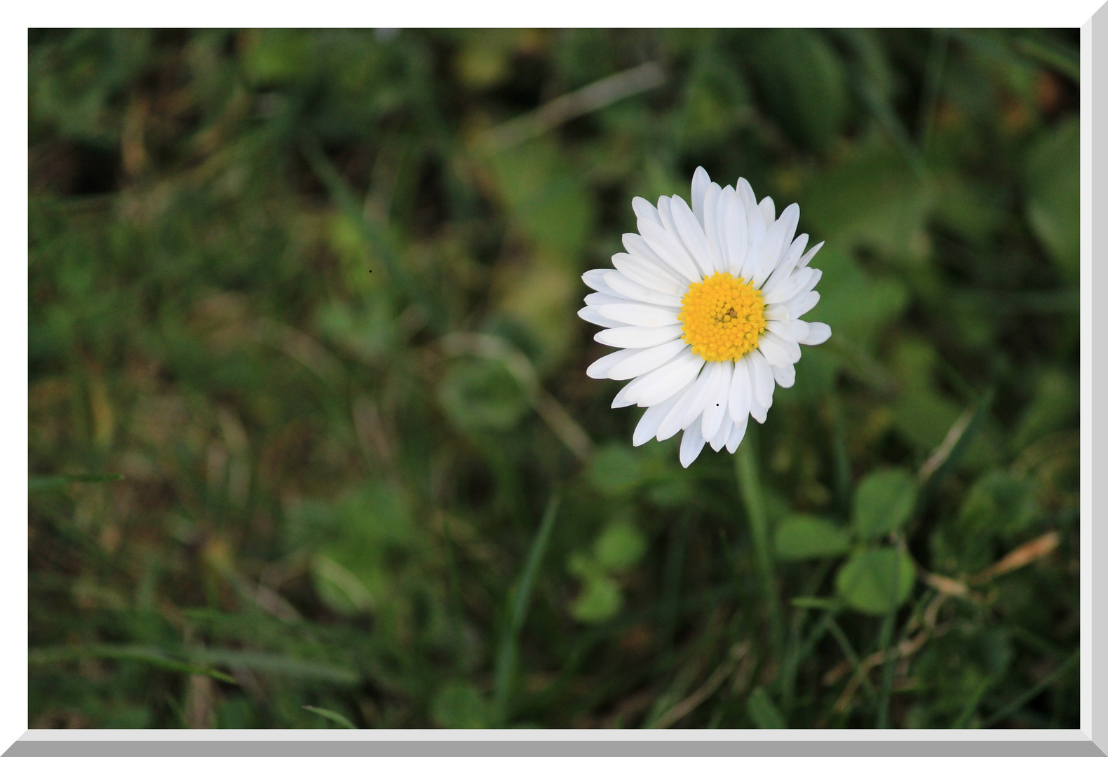 Gänseblümchen