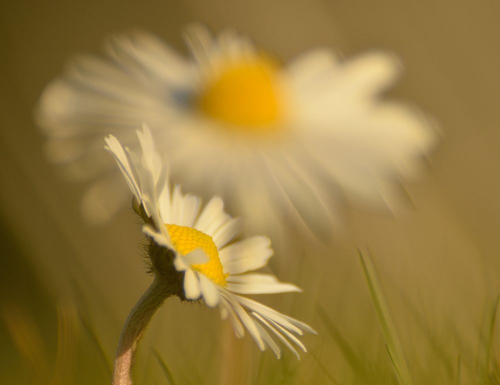 Gänseblümchen