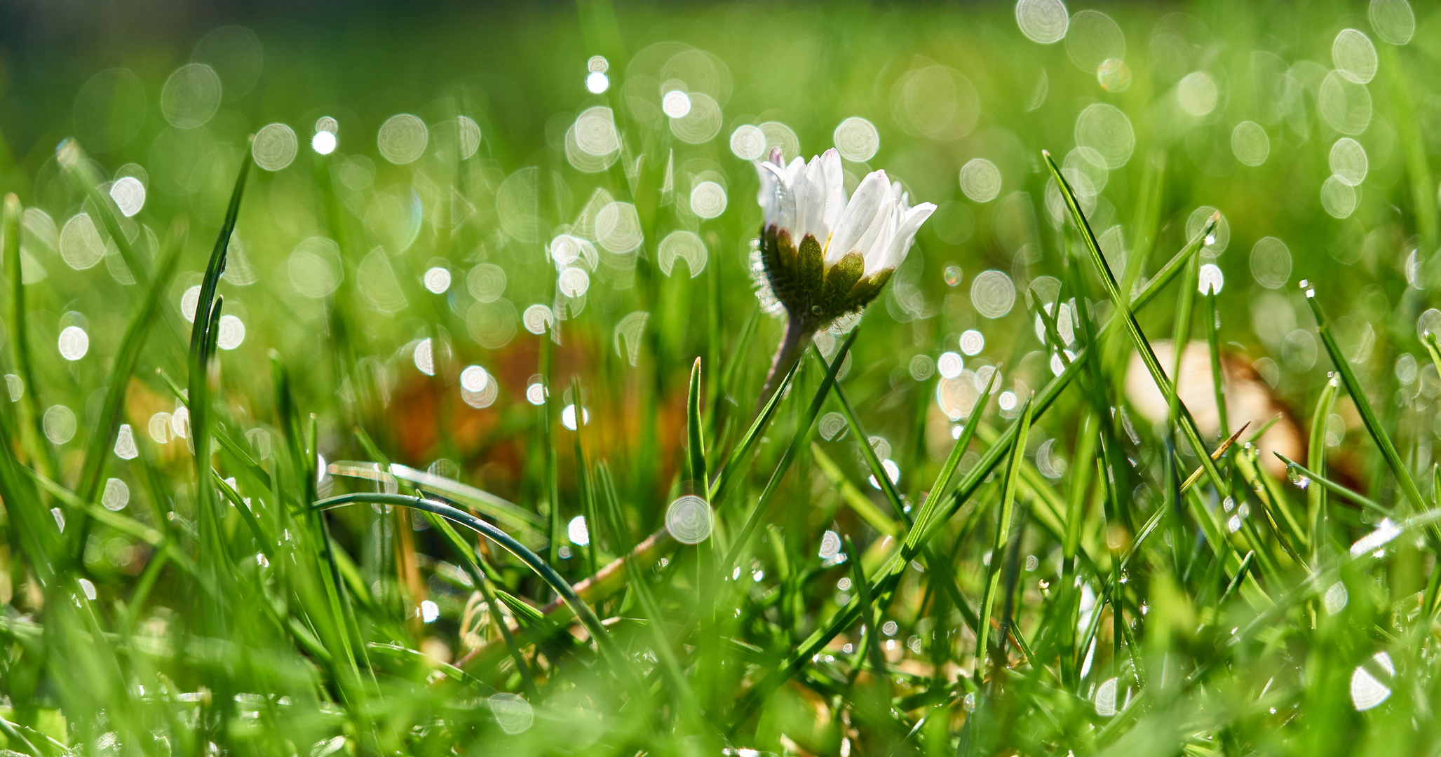 Gänseblümchen