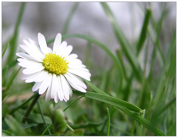 gänseblümchen