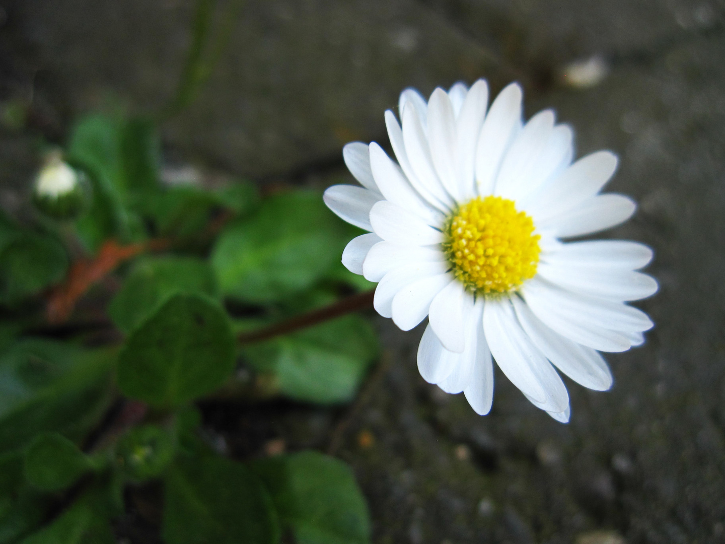 Gänseblümchen