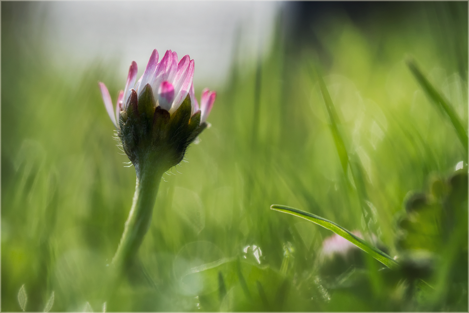 Gänseblümchen