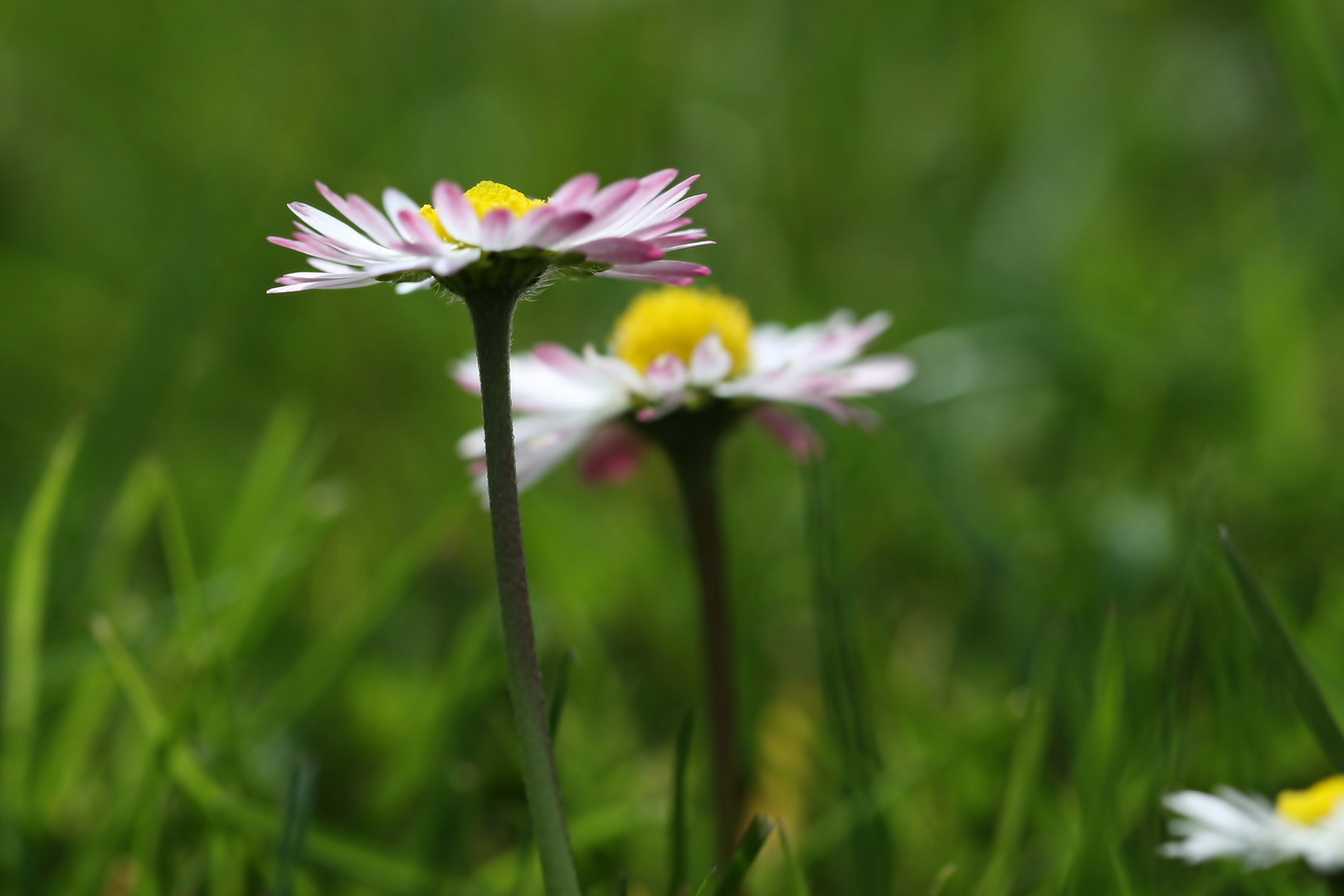 Gänseblümchen