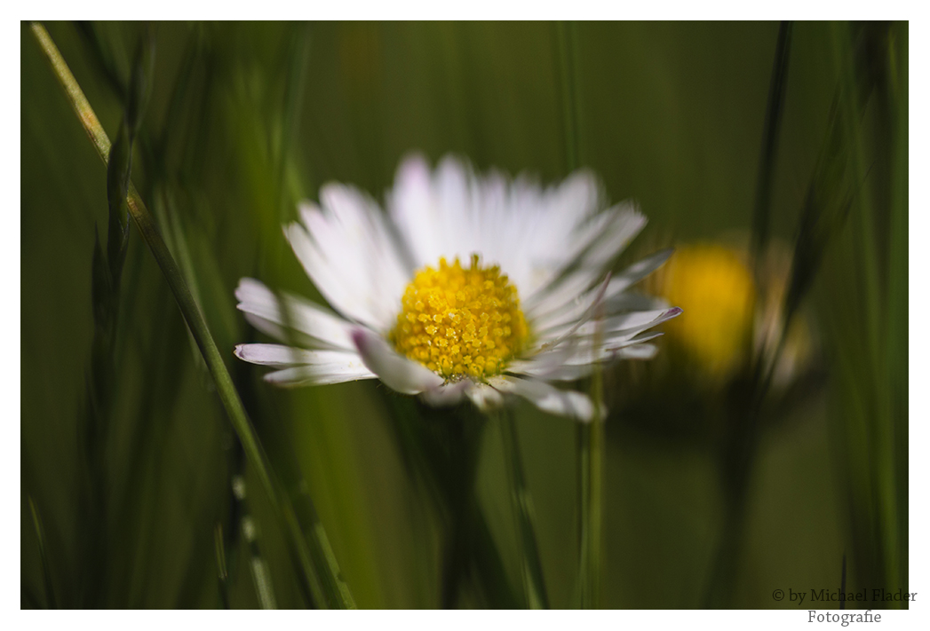 Gänseblümchen