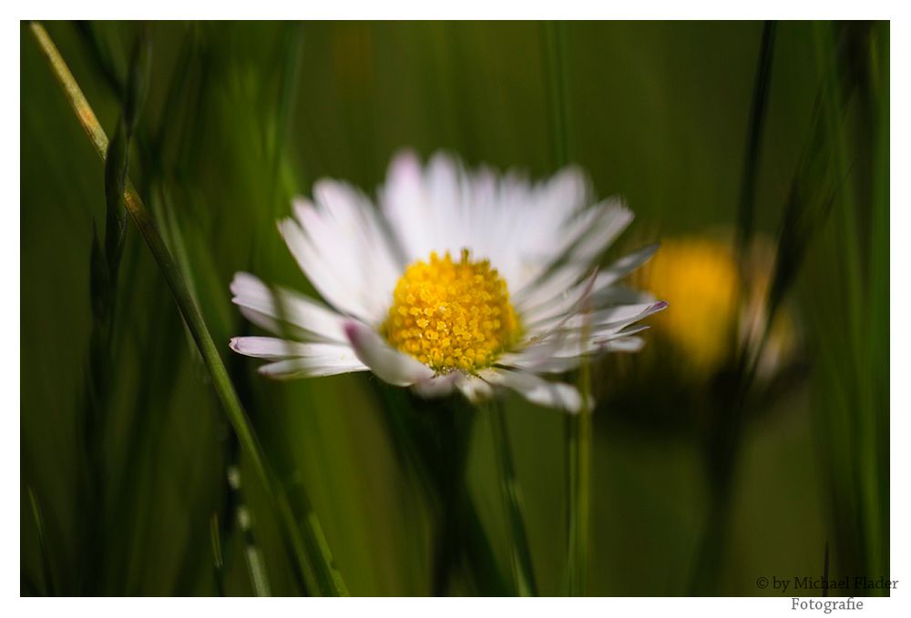 Gänseblümchen